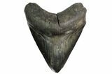 Fossil Megalodon Tooth - South Carolina #149415-1